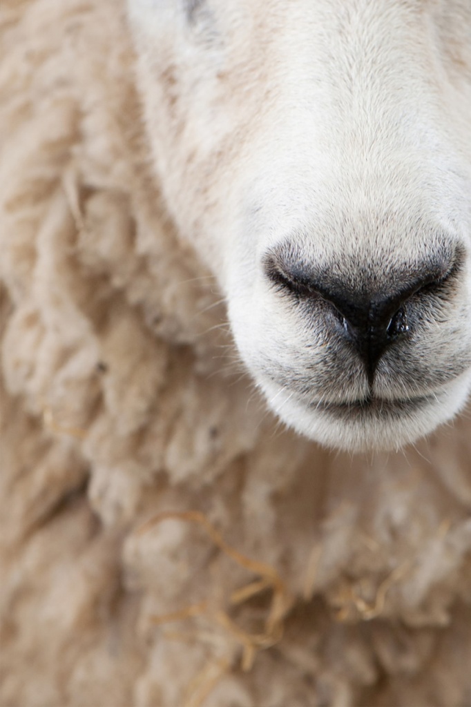 2021-11-25_LC-Nachhaltigkeitsreport-Hochformat-Wolle_1280x1280.jpg 2021-11-25_LC-Nachhaltigkeitsreport-Hochformat-Wolle_1280x1280.jpg